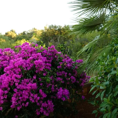 Studio-appartment In Mit Meerblick * Porto Azzurro